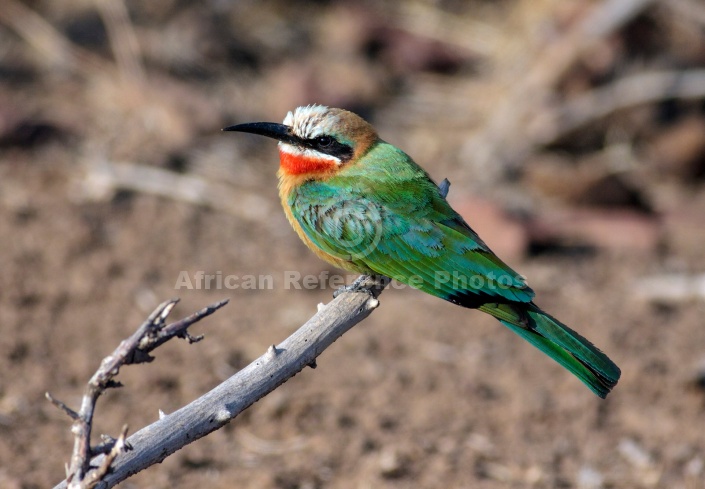 White-fronted Bee-eater