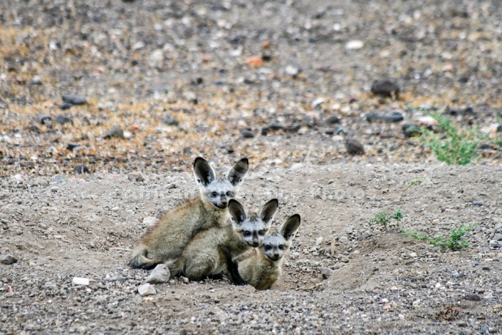 Bat-eared Fox Pups