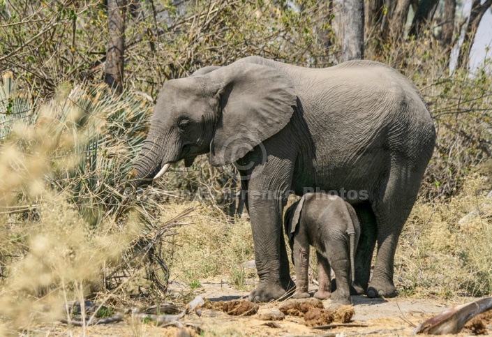 Elephant and Youngster