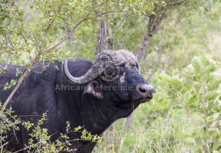 African Buffalo