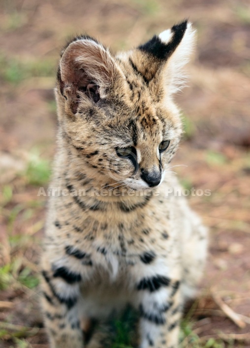 Serval Kitten Close-Up