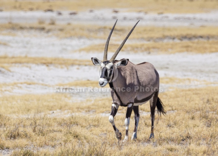 Gemsbok Walking in Open Grasslaand