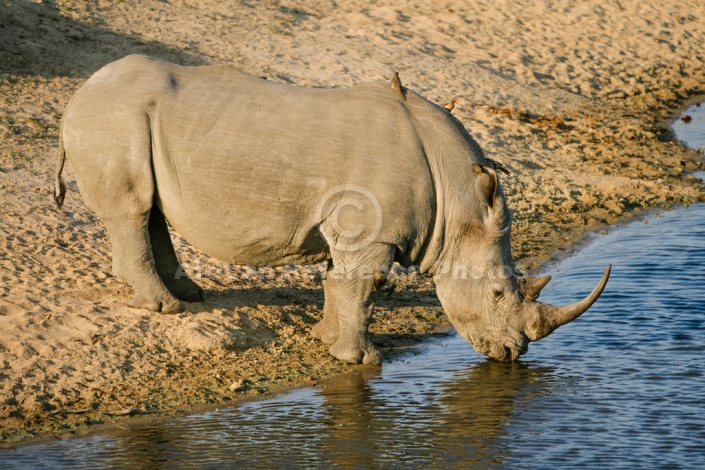 White or Square-Lipped Rhinoceros