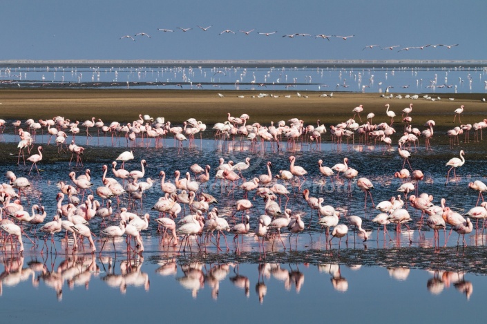Lesser Flamingos in Lagoon