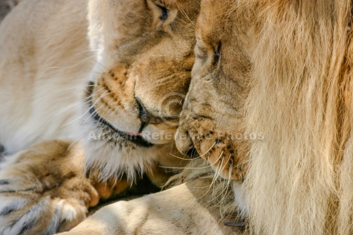 Lion and Lioness Nuzzling, Close-Up