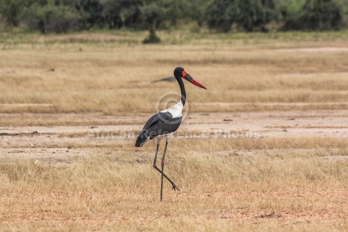 Saddle-billed Stork