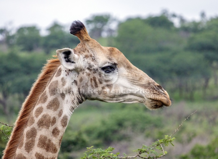 Giraffe Female in Profile