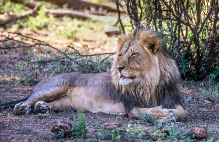 Lion Male at Rest, Side-On