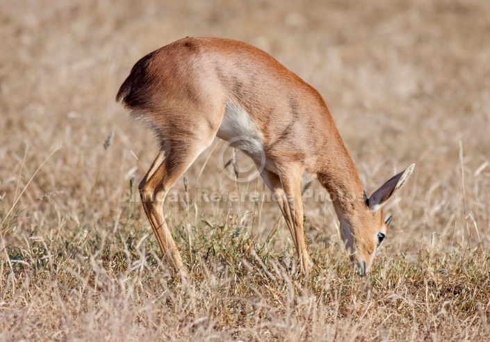 Male Steenbok