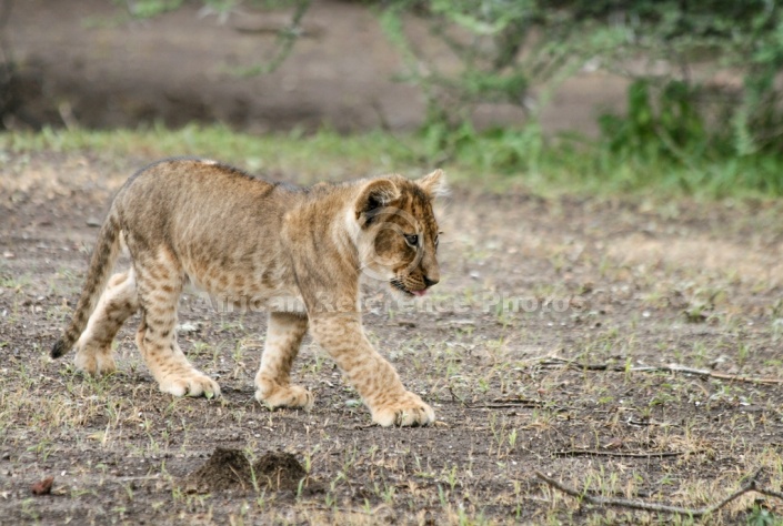 Lion Cub Striding Out