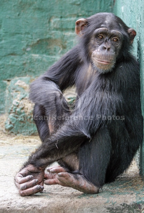 Captive Chimpanzee