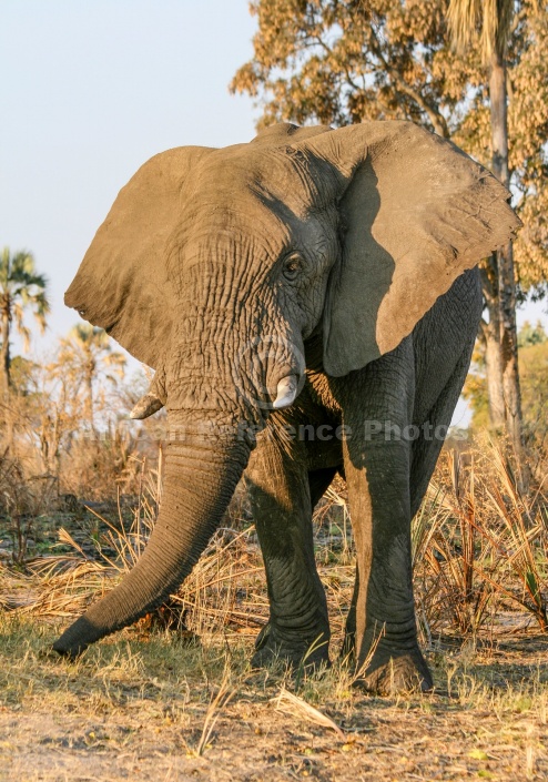 Elephant Bull, Front-on View