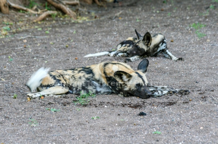 Wild Dog Pair at Rest