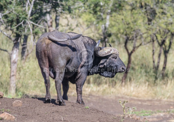 Buffalo Bull