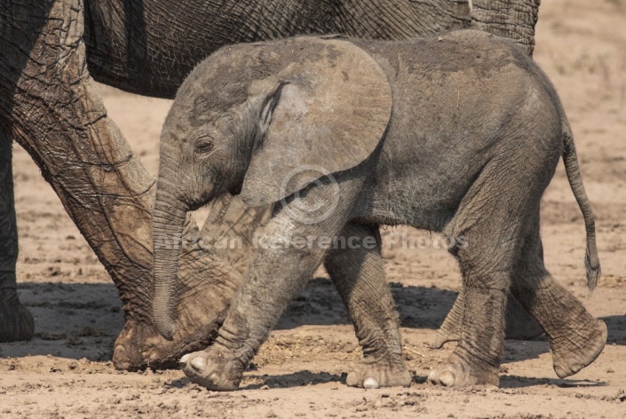 Elephant Baby