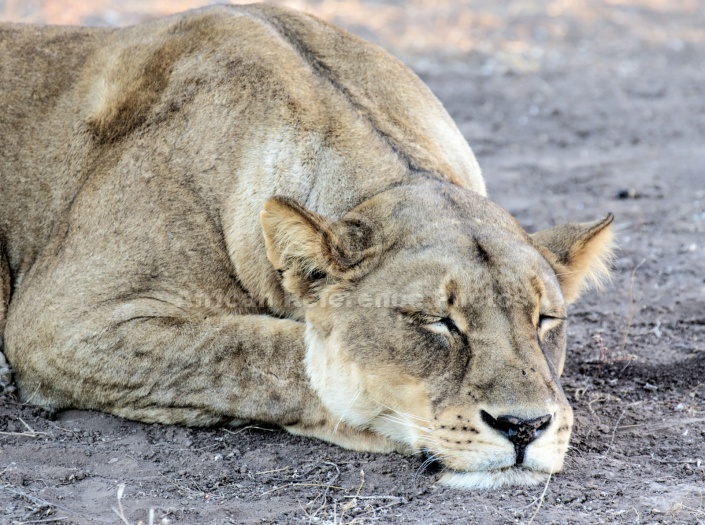 Lioness Sleeping