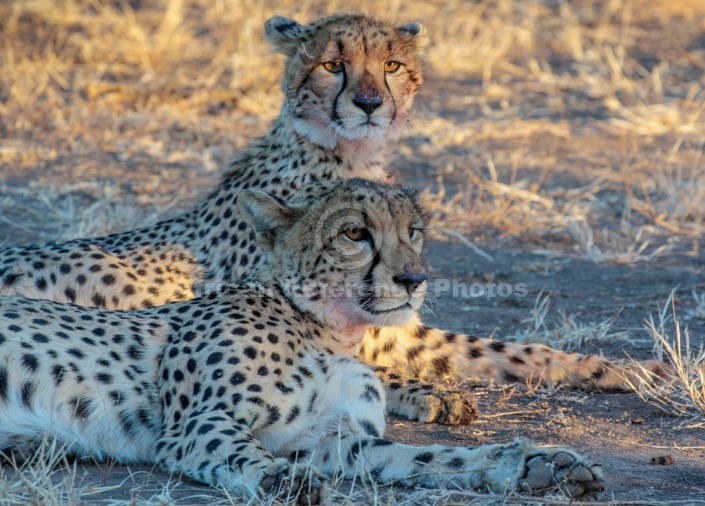 Cheetah Mother and Juvenile