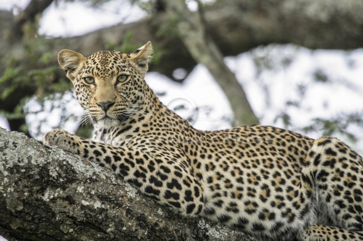 Leopard Relaxing on Tree Branch