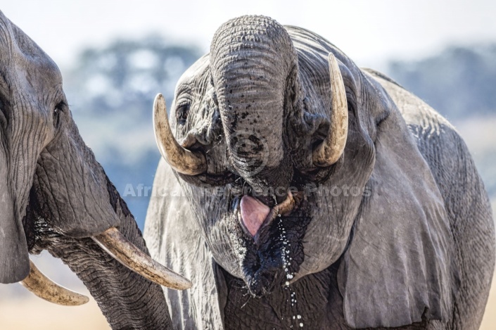 Elephant Pair QuenchingThirst