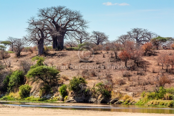 Baobab Tree Reference Image