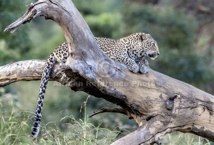 Leopard on Tree Stump