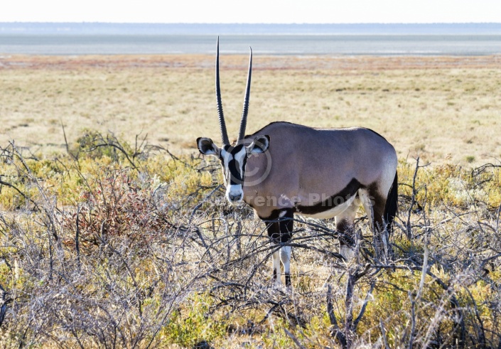 Gemsbok in Shrub Vegetation