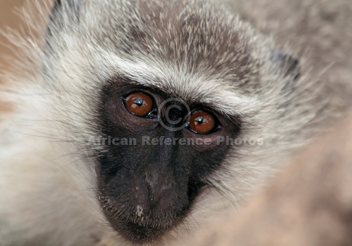 Vervet monkey wildlife reference photo