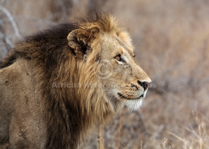 Watchful Male Lion