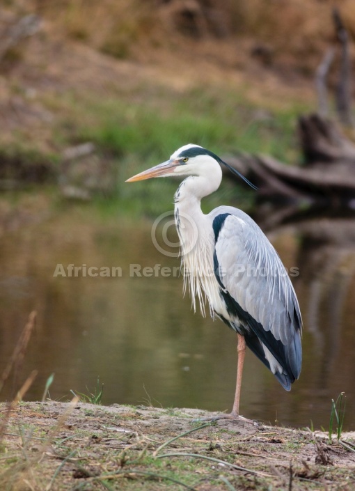 Grey Heron, Side View