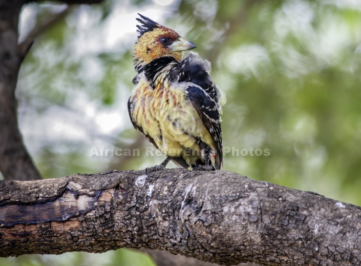 Crested Barbet