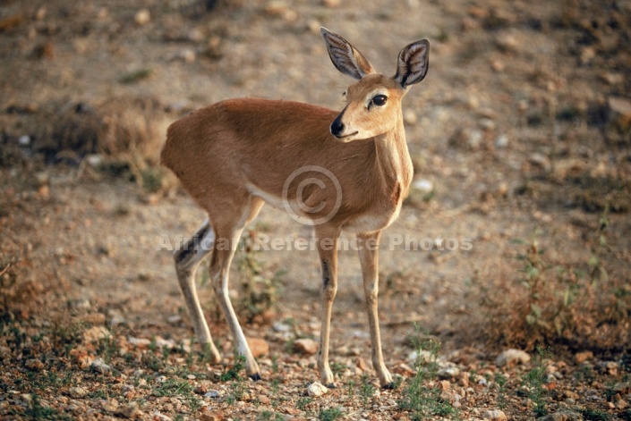 Steenbok Female, Side-on View