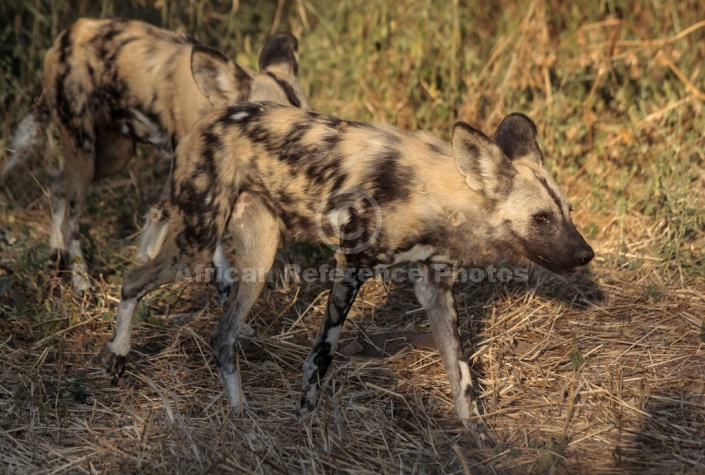 Wild Dog