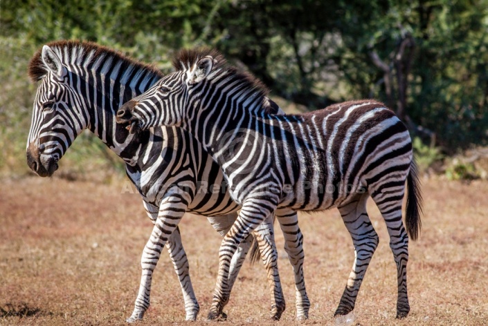 Juvenile Zebra next to Mother