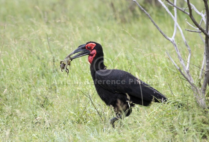 Southern Ground Hornbill