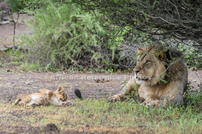 Lion Cub Wanting to Play with Adult Male