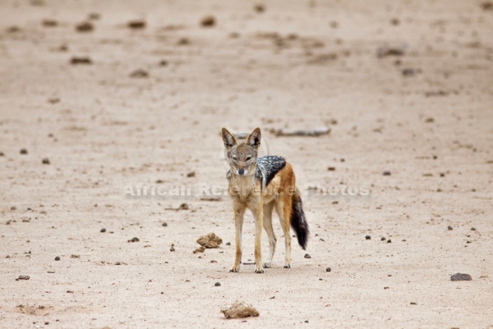 Black-backed Jackal in Open Ground