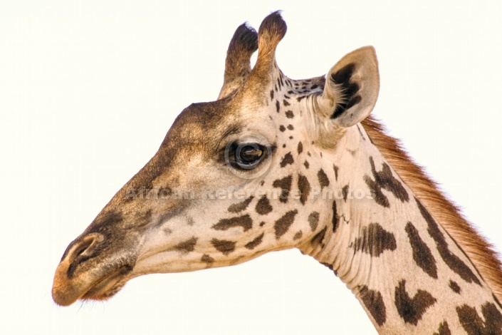 Ruaha Giraffe, Close-Up