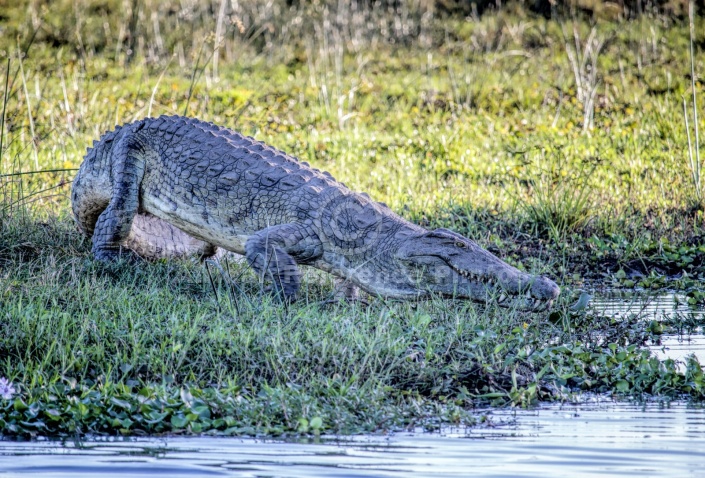 Nile Crocodile on River Bank