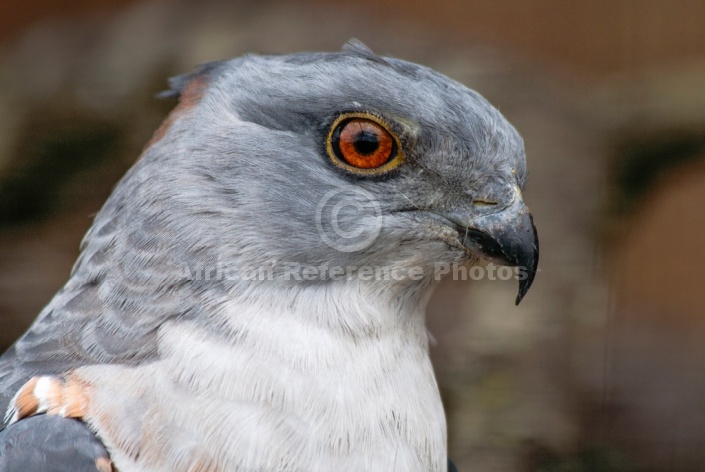 African cuckoo-hawk close-up