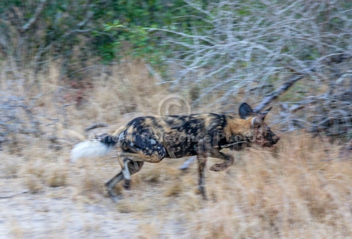 Wild Dog art reference image