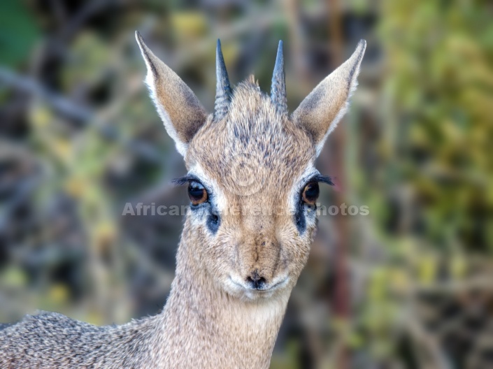 Male Damara Dik-Dik