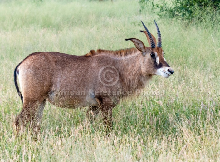 Roan Antelope in Long Grass