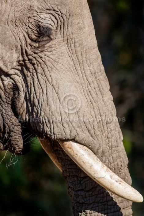 Elephant Close-up, Profile View