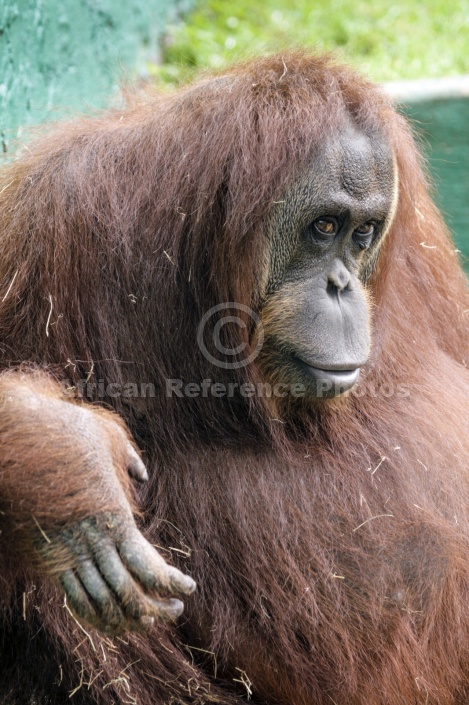 Captive Orangutan