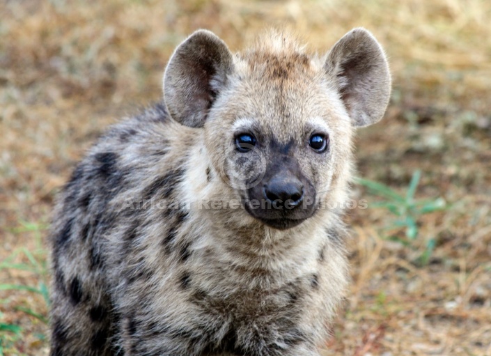 Hyena Cub