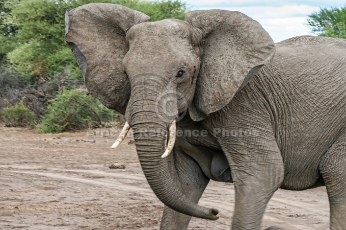 Elephant Shaking Head Agressively