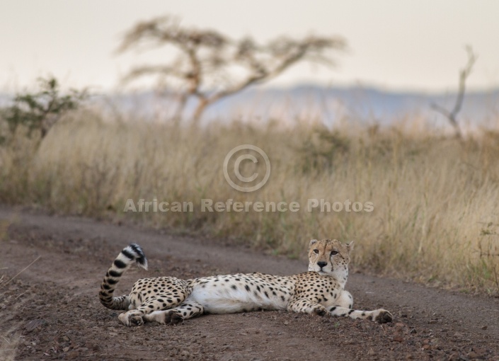 Male Cheetah at Dusk