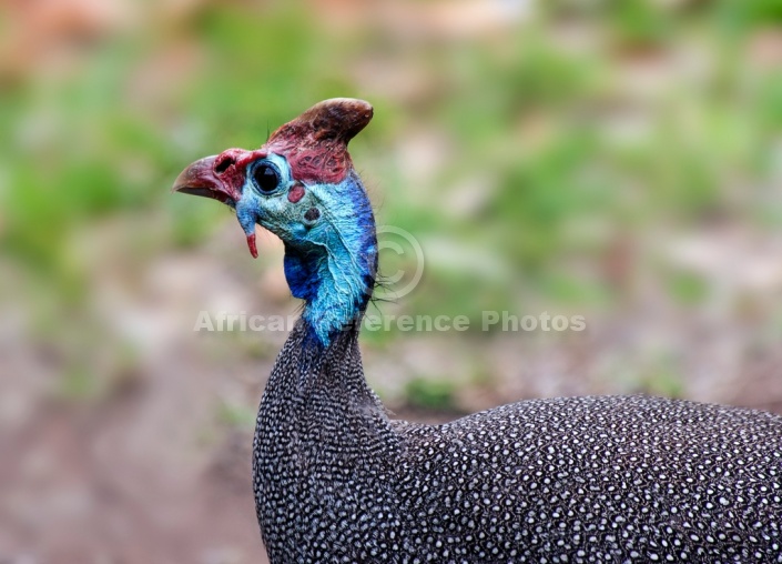 Helmeted Guineafowl Head and Neck, Side View