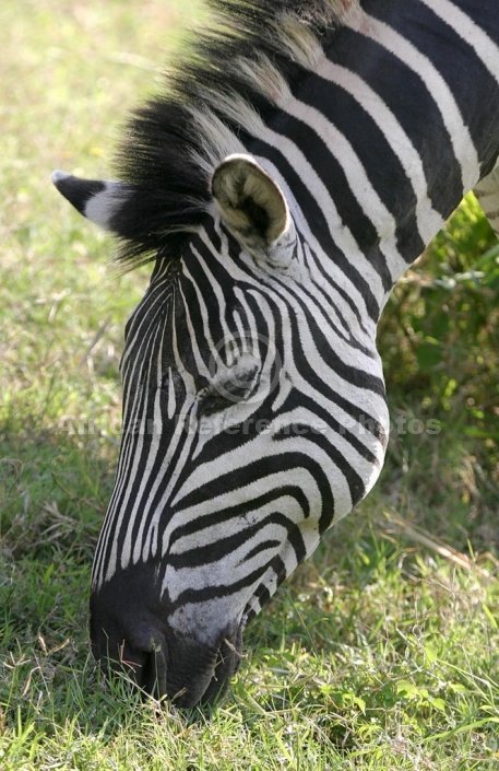 Zebra