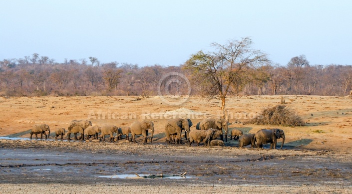 Elephant Herd Walking Waterhole, Scenic View